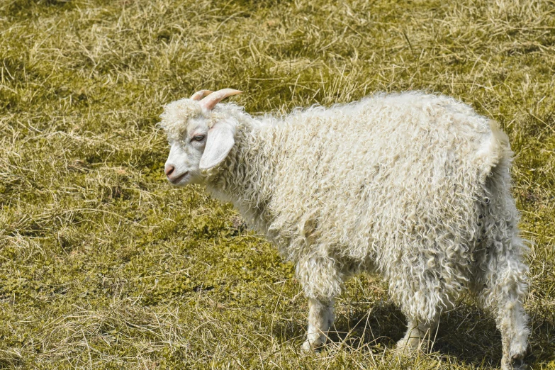 a white sheep standing on top of a grass covered field, flickr, hurufiyya, long curly fur, digital image, mossy head, human-animal hybrid