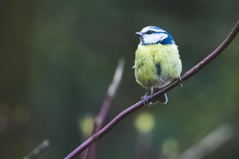 a small blue and green bird perched on a branch, a stipple, pexels, paul barson, some yellow and blue, avatar image, print ready