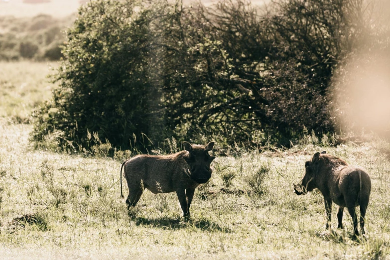 a couple of animals that are standing in the grass, unsplash, hurufiyya, very kenyan, outdoor photo, historical photo, 🦩🪐🐞👩🏻🦳