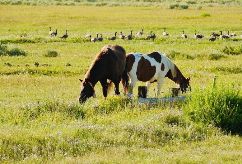 a couple of horses standing on top of a lush green field, gooses, profile image, wyoming, dinner is served