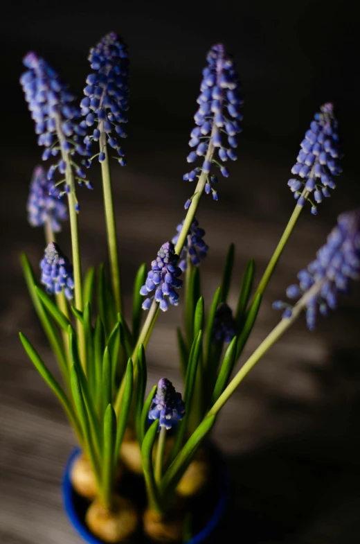 a blue vase filled with purple flowers on top of a wooden table, a portrait, unsplash, grape hyacinth, medium format. soft light, with a black background, high resolution photo