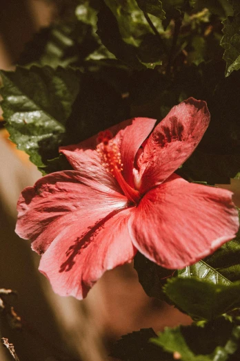 a close up of a flower on a plant, a colorized photo, by Elsa Bleda, trending on unsplash, vibrant red hibiscus, lush garden leaves and flowers, pink flower, high angle close up shot