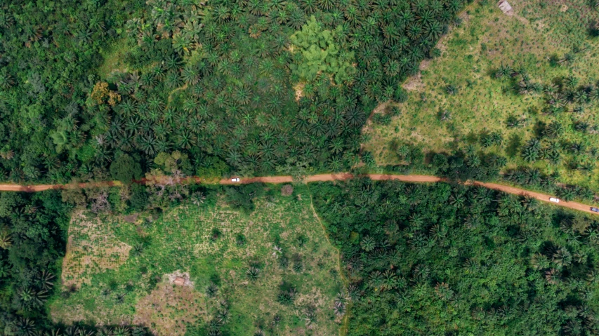 an aerial view of a road in the middle of a forest, by Daniel Lieske, hurufiyya, jungle clearing, profile image, thomas kinkaide, birdeye