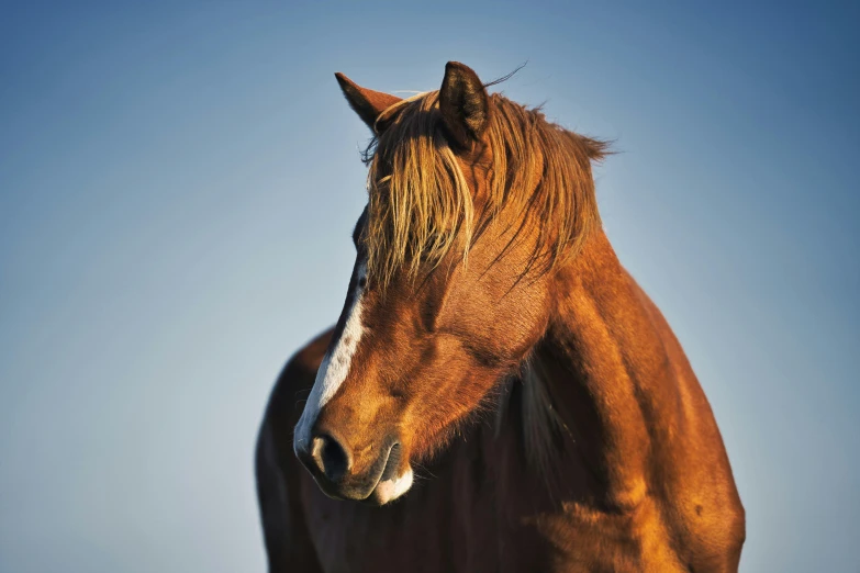 a brown horse standing on top of a grass covered field, an album cover, trending on unsplash, renaissance, golden hair blowing the wind, blue sky, close up portrait photo, today\'s featured photograph 4k