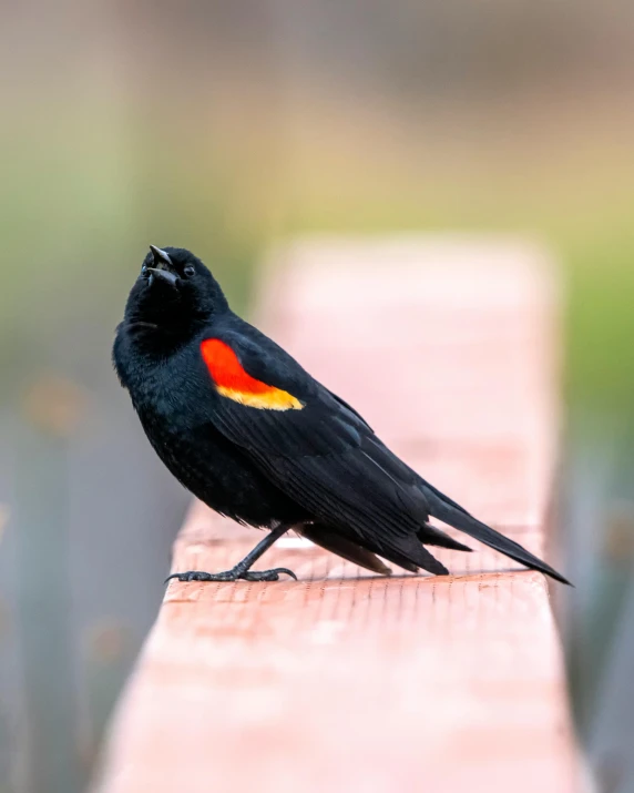 a black bird sitting on top of a wooden bench, profile image