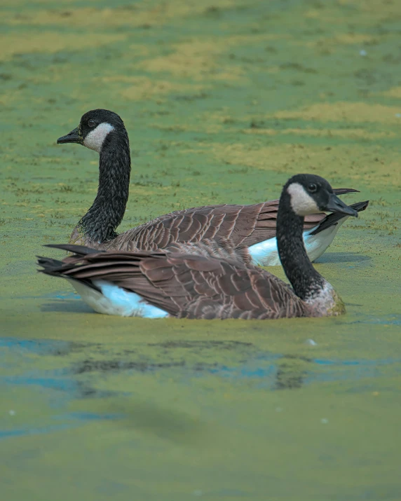 a couple of ducks floating on top of a body of water, posing for a picture