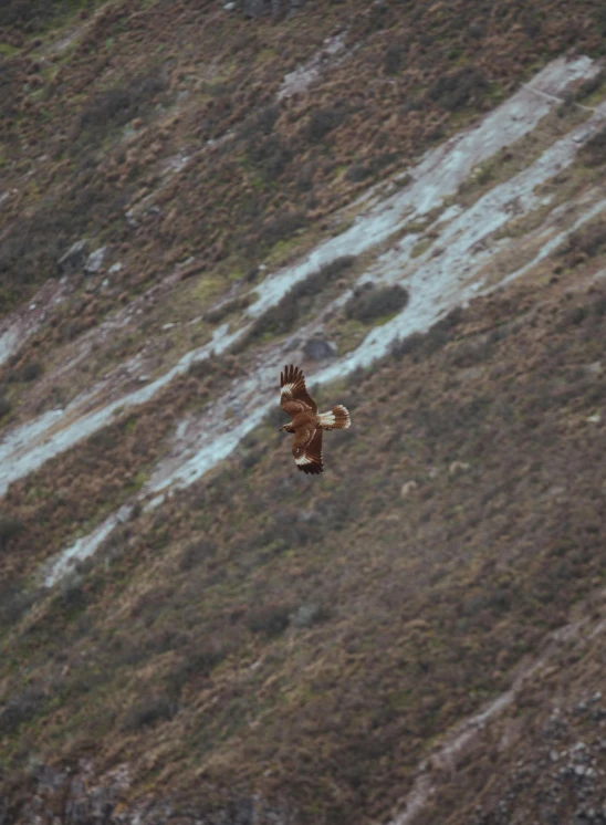 a bird that is flying in the air, looking down a cliff, skye meaker, photographed for reuters, a screenshot of a rusty