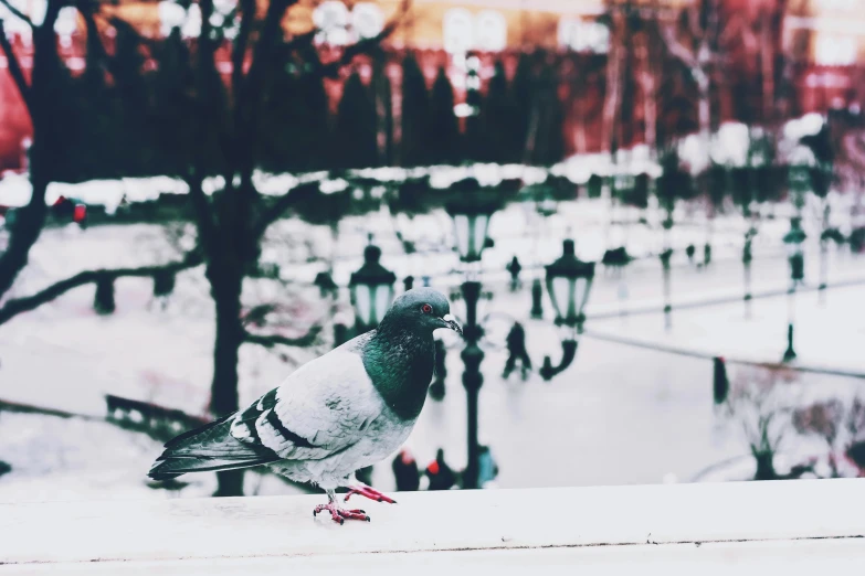 a pigeon sitting on a ledge in the snow, pexels contest winner, with instagram filters, 🚿🗝📝, red square, in a city park