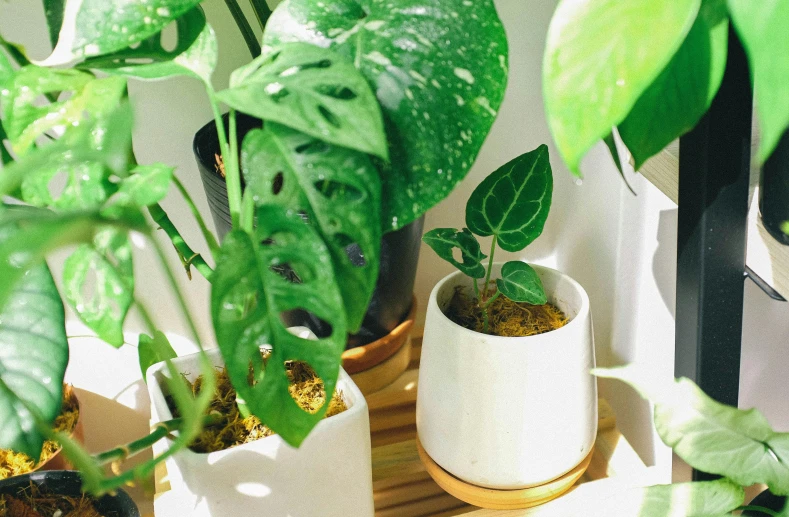 a close up of a potted plant on a table, inspired by Eden Box, in a row, monstera, fungus and plants, supportive