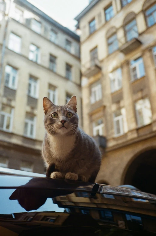 a cat is sitting on top of a car, by Adam Rex, pexels contest winner, renaissance, khreschatyk, front shot, square, grey-eyed