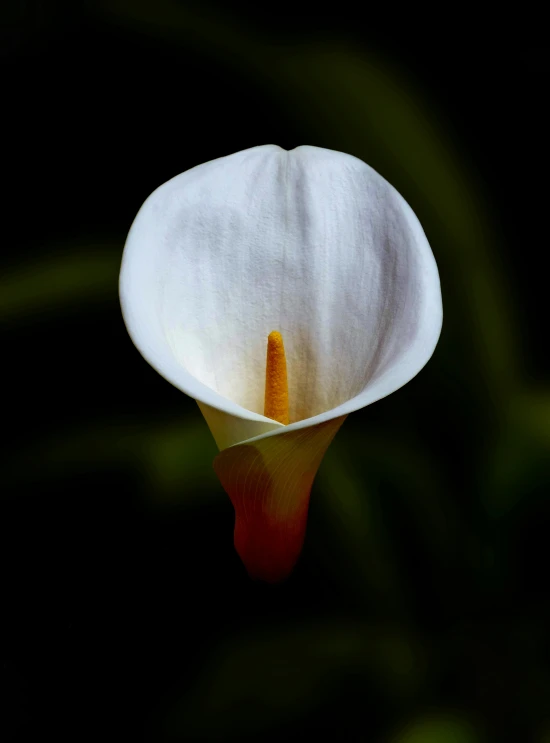 a white flower sitting on top of a green plant, a portrait, inspired by Carpoforo Tencalla, shutterstock contest winner, ignant, full color photograph, bruce kaiser, illuminated