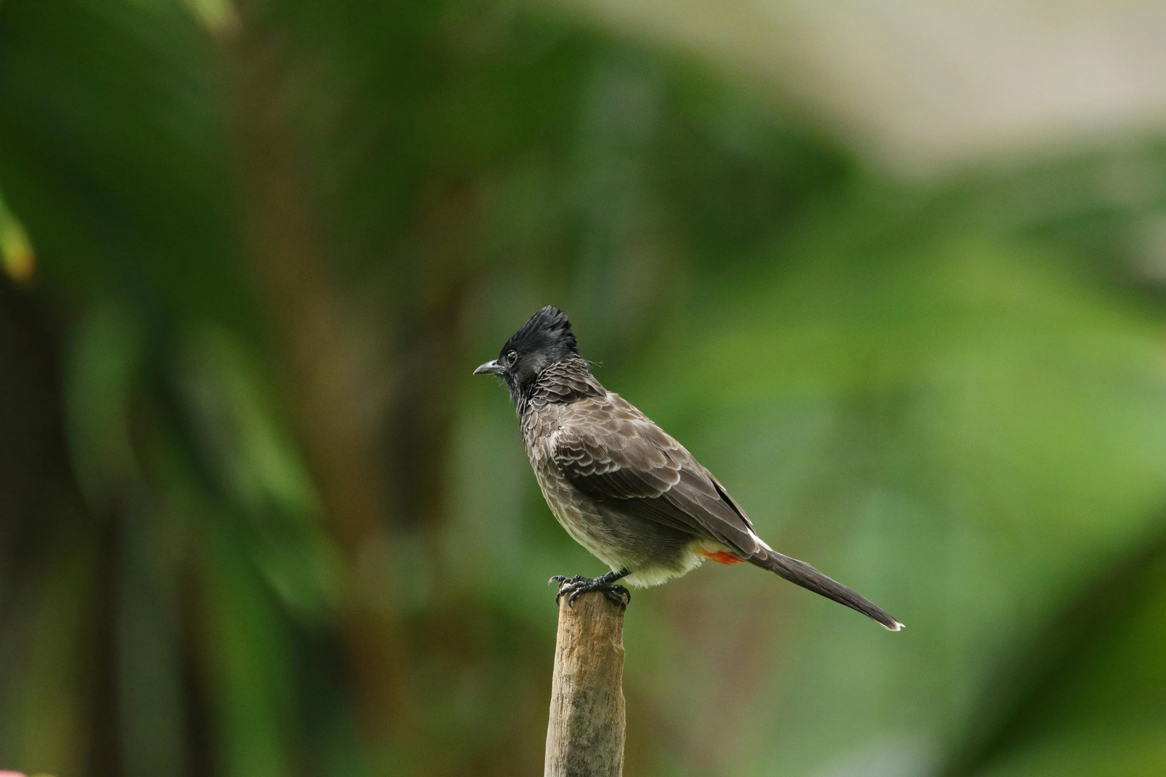 a small bird sitting on top of a wooden stick, an album cover, pexels contest winner, sumatraism, avatar image, no cropping, garrulus glandarius, museum quality photo