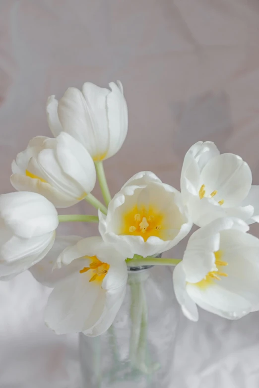 a vase filled with white flowers on top of a table, by Frances Jetter, unsplash, tulip, close - up studio photo, chiffon, white and yellow scheme