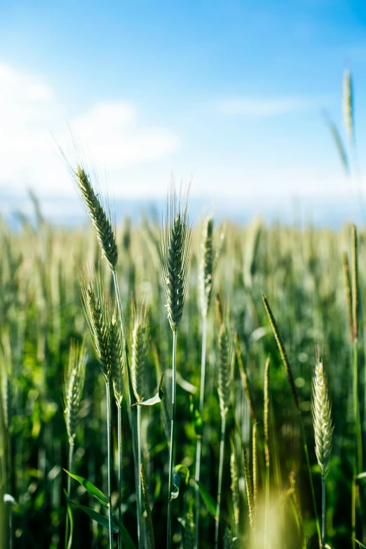 a field of green grass with a blue sky in the background, by Christoph Ludwig Agricola, unsplash, wheat field, abundant fruition seeds, new mexico, high quality photo