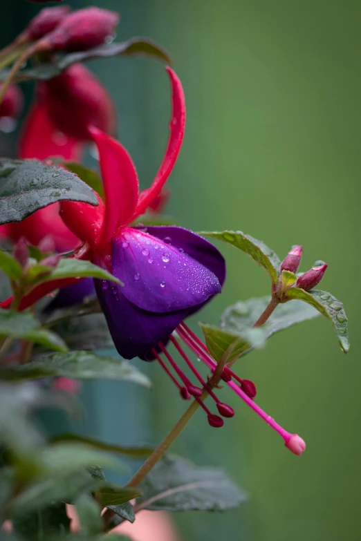 a fuchsia flower with water droplets on it, inspired by Edwin Dickinson, unsplash, colorful vines, paul barson, purple and red flowers, taken in the late 2010s