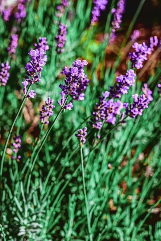 a close up of a bunch of purple flowers, by Gwen Barnard, unsplash, lavender plants, shallow depth of field hdr 8 k, 1 6 x 1 6, green