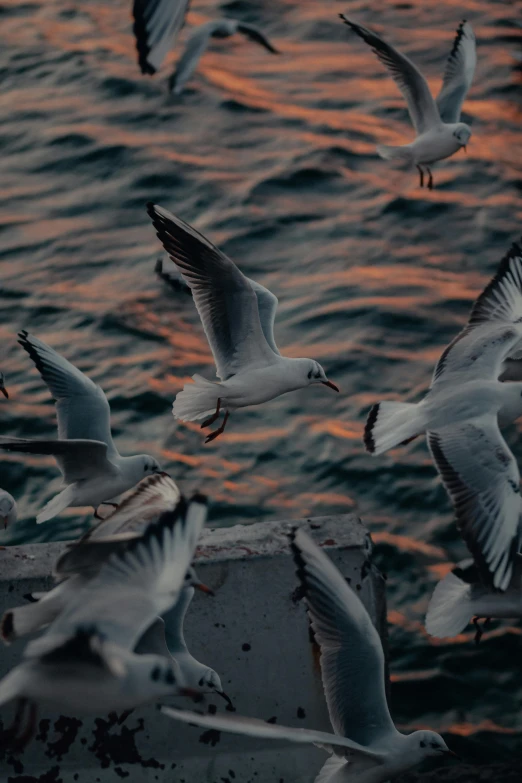 a flock of seagulls flying over a body of water, pexels contest winner, feeds on everything, in the evening, unsplash 4k, up close