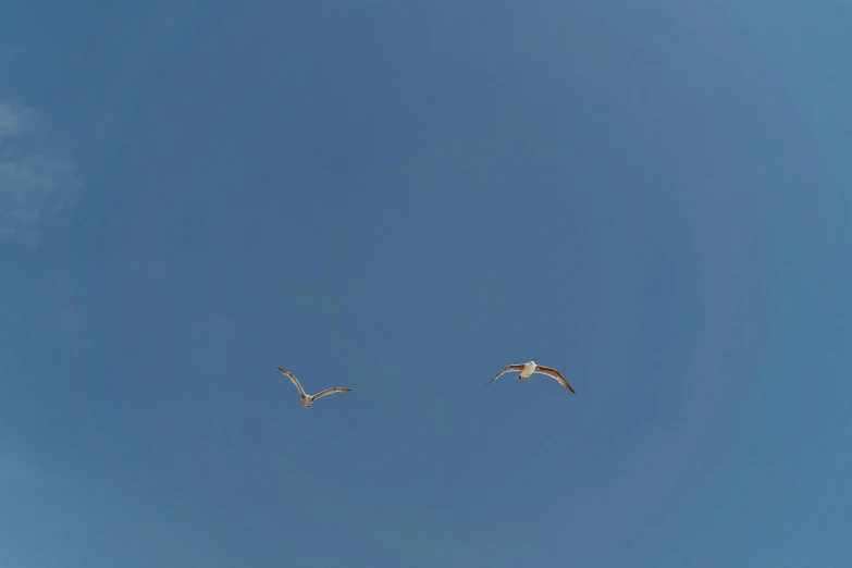 a couple of birds that are flying in the sky, pexels contest winner, minimalism, cloudless blue sky, taken with sony alpha 9, brown, rectangle