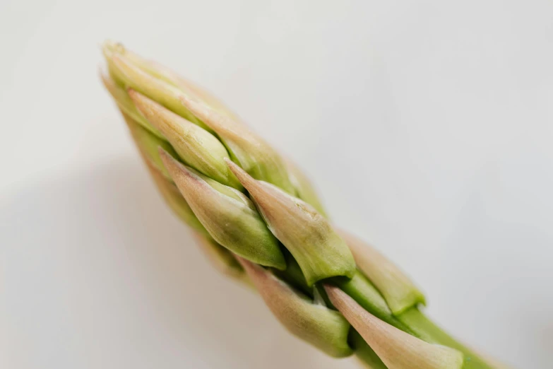 a close up of a stalk of asparagus, by David Simpson, lily petals, detail shots, white, mid-shot