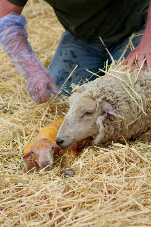 a sheep laying on top of a pile of hay, by David Simpson, trending on unsplash, renaissance, holding a goat head staff, festival, surgery, on a hot australian day