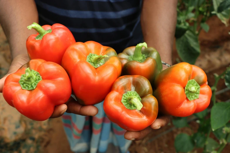 a person holding a bunch of peppers in their hands, jayison devadas, red orange blue beige, exterior shot, rich colour