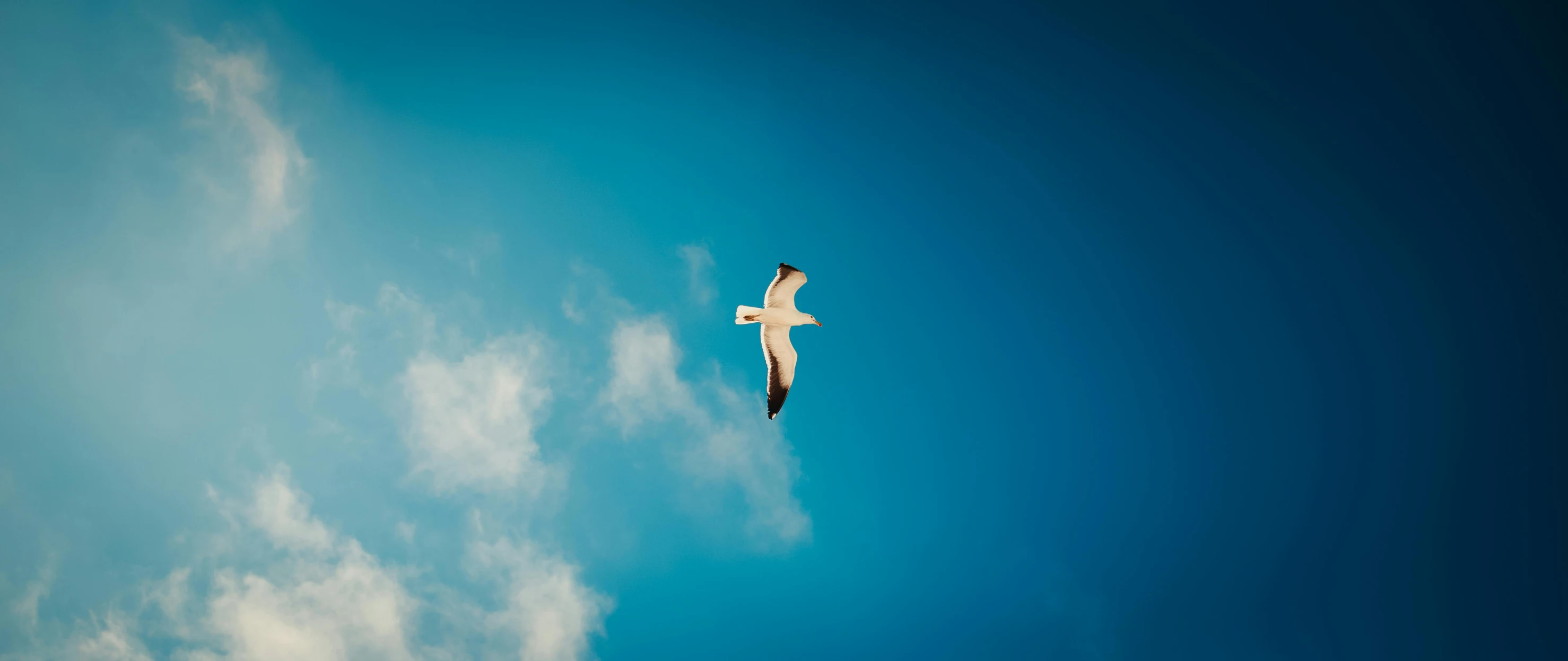 a white bird flying through a blue sky, pexels contest winner, minimalism, computer wallpaper, instagram photo, drone photograpghy, white clouds