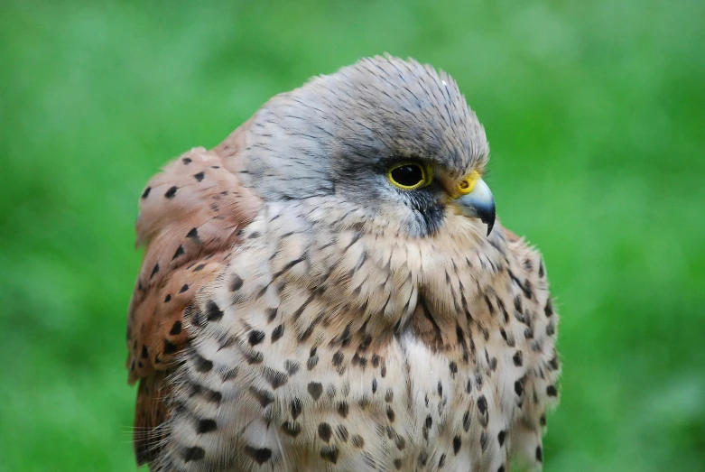 a close up of a bird of prey, pexels contest winner, hurufiyya, speckled, flat triangle - shaped head, brown, resting