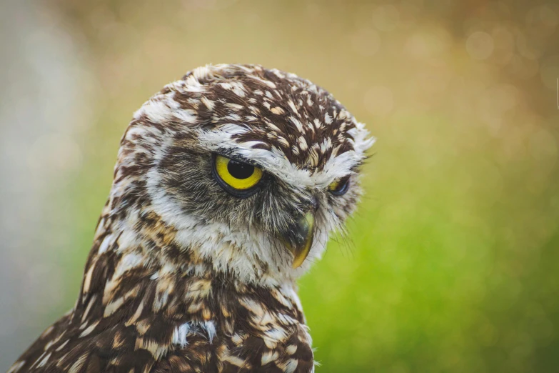 a close up of an owl with a blurry background, pexels contest winner, 🦩🪐🐞👩🏻🦳, giant eyes in the grass, speckled, instagram post