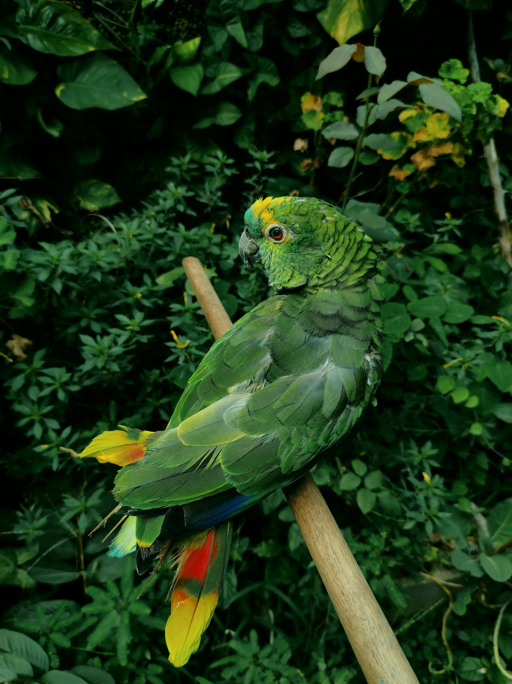 a green parrot sitting on top of a wooden stick, a portrait, pexels contest winner, colombian jungle, various posed, green and gold, taken in the 2000s