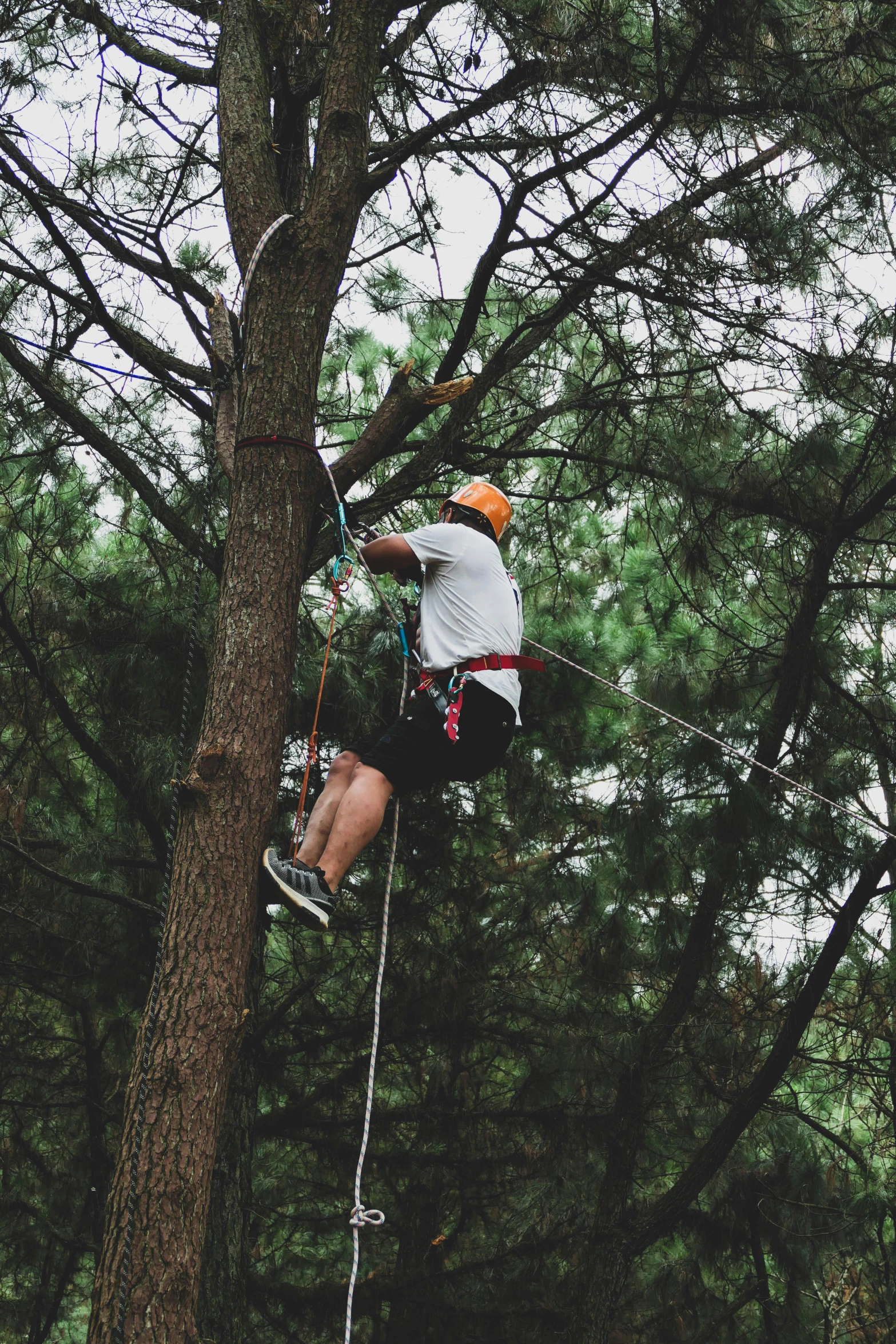 a man that is in the air on a rope, pexels contest winner, climbing a tree, profile image, maintenance photo, camp