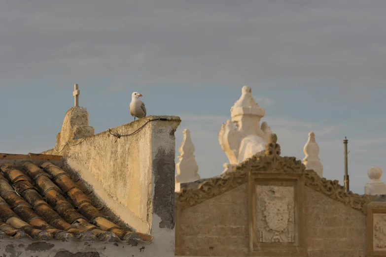 a white bird sitting on top of a roof, inspired by Fede Galizia, pexels contest winner, baroque, tombs, conversano, grey, jerez