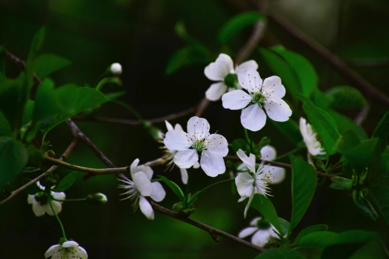 a close up of some white flowers on a tree, an album cover, unsplash, background image, 中 元 节, cherry, high detail photo