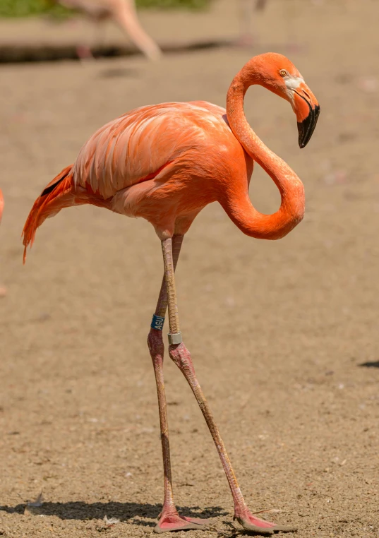 a couple of flamingos standing next to each other, by Egbert van der Poel, trending on unsplash, arabesque, fullbody view, in a fighting stance, male emaciated, shows a leg