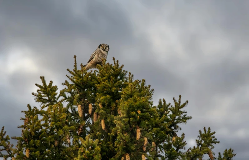 a bird perched on top of a pine tree, by Jim Nelson, pexels contest winner, owls, partly cloudy day, evening light, spotted