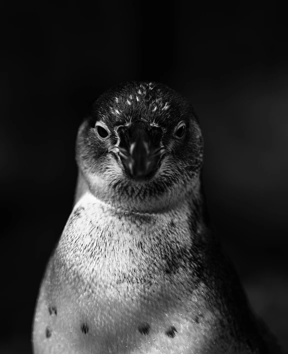 a black and white photo of a penguin, by Peter Churcher, renaissance, portrait of a sharp eyed, black and white photo.iso200, cuteness, silver