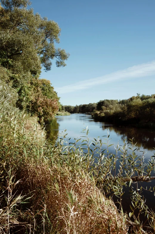 a river flowing through a lush green forest filled with trees, a picture, unsplash, les nabis, phragmites, low quality photo, autum, minn