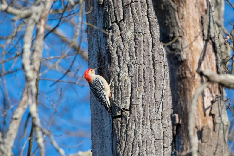 a close up of a bird on a tree, by David Garner, pexels contest winner, glowing crimson head, speckled, carved into the side of a tree, on a bright day