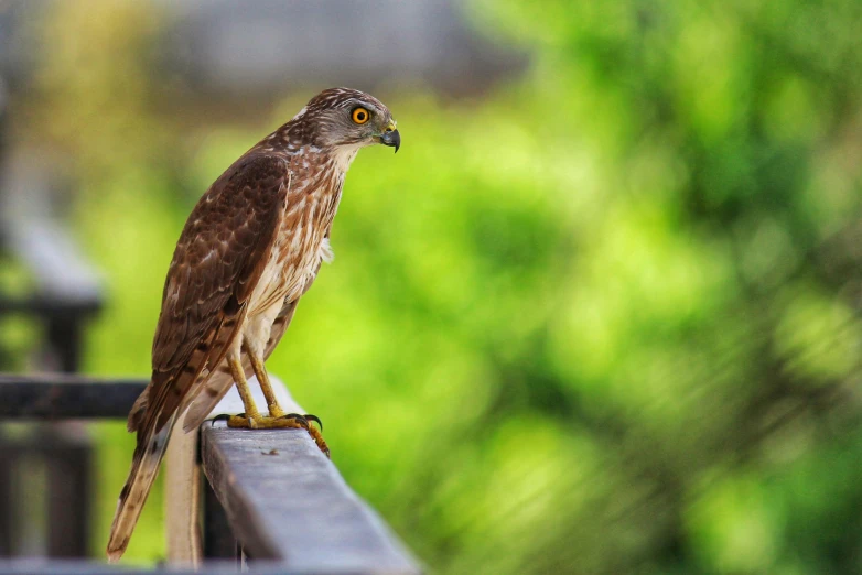 a bird that is sitting on a rail, pexels contest winner, hurufiyya, raptor, a broad shouldered, 🦩🪐🐞👩🏻🦳, grey-eyed