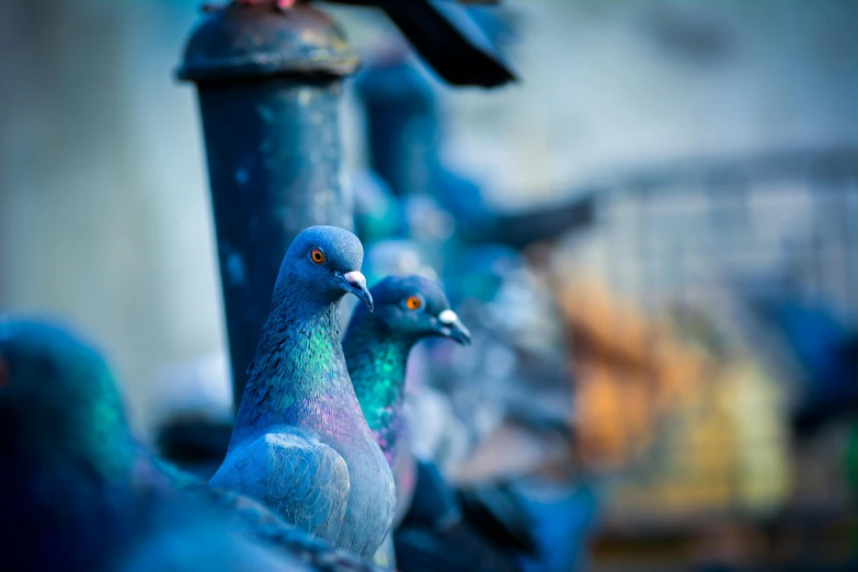 a group of pigeons standing next to each other, a tilt shift photo, pexels contest winner, photorealism, vibrant blue, 🦩🪐🐞👩🏻🦳, islamic, multicolored