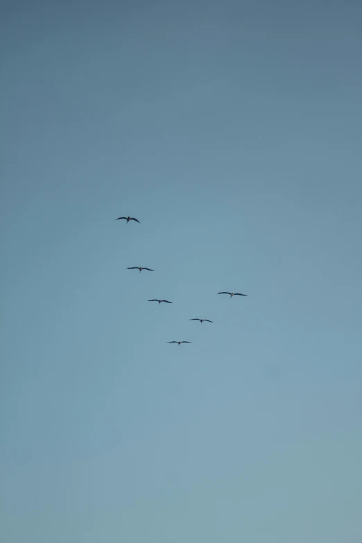 a flock of birds flying through a blue sky, an album cover, flickr, black swans, helicopters, sky!