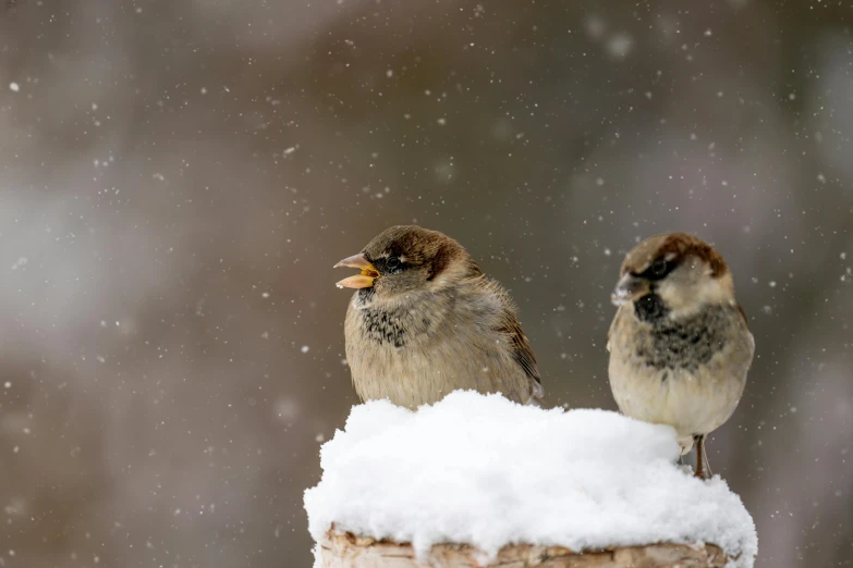 two birds sitting on top of a wooden post in the snow, by Peter Churcher, pexels contest winner, eating outside, avatar image, brown, slightly pixelated