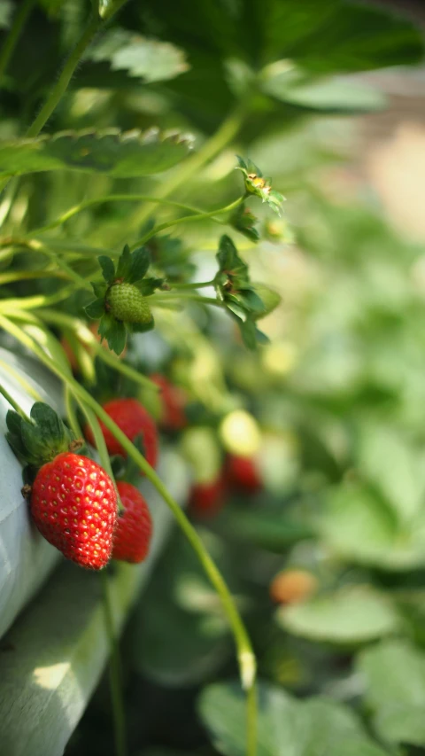 a close up of a bunch of strawberries on a plant, profile image, digital image