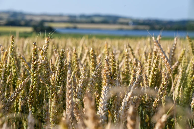 a field of wheat with a lake in the background, by David Simpson, unsplash, mineral grains, brood spreading, seen from a distance, looking towards camera