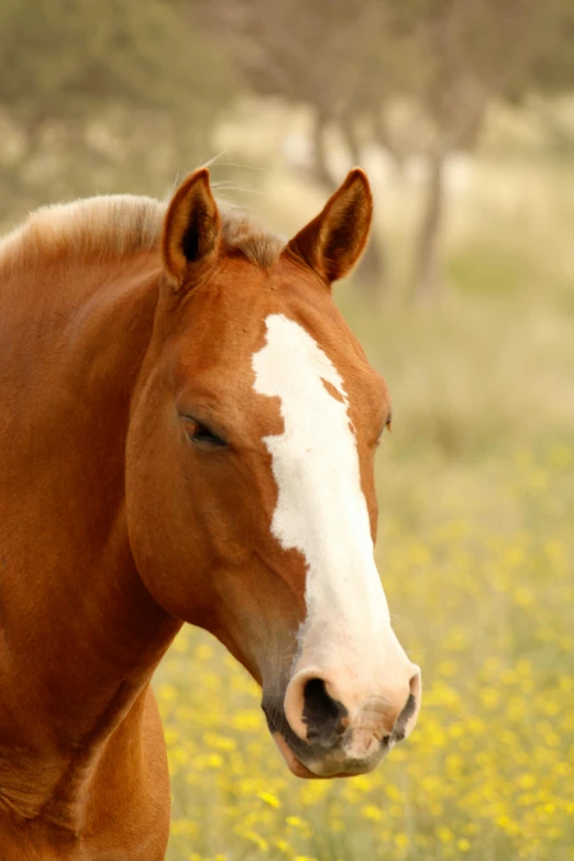 a brown and white horse standing in a field, profile image, photograph, mustard, single subject