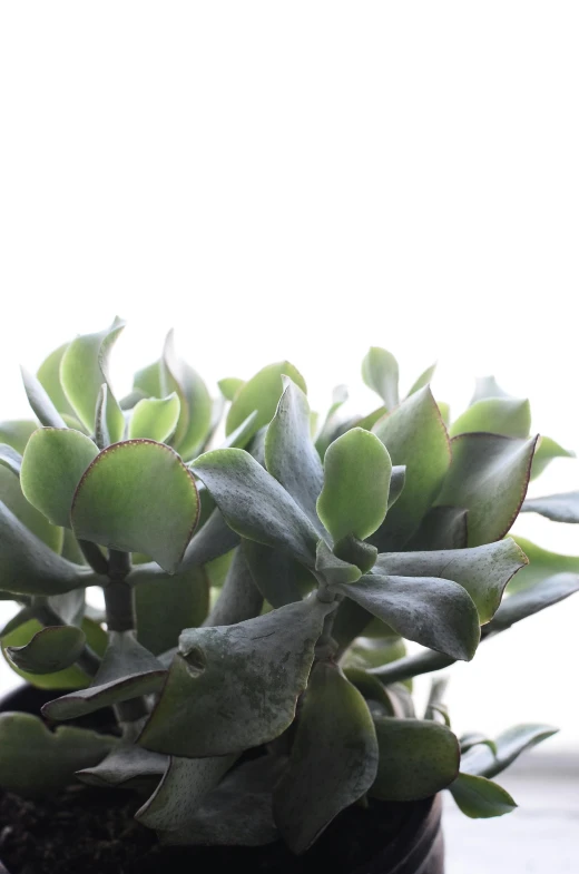 a close up of a potted plant on a window sill, light grey mist, gleaming silver, neck zoomed in, #green