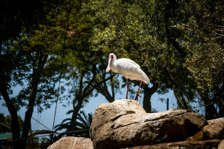 a large white bird standing on top of a rock, in the zoo exhibit, flamingoes, sitting in a crane, looking away from the camera