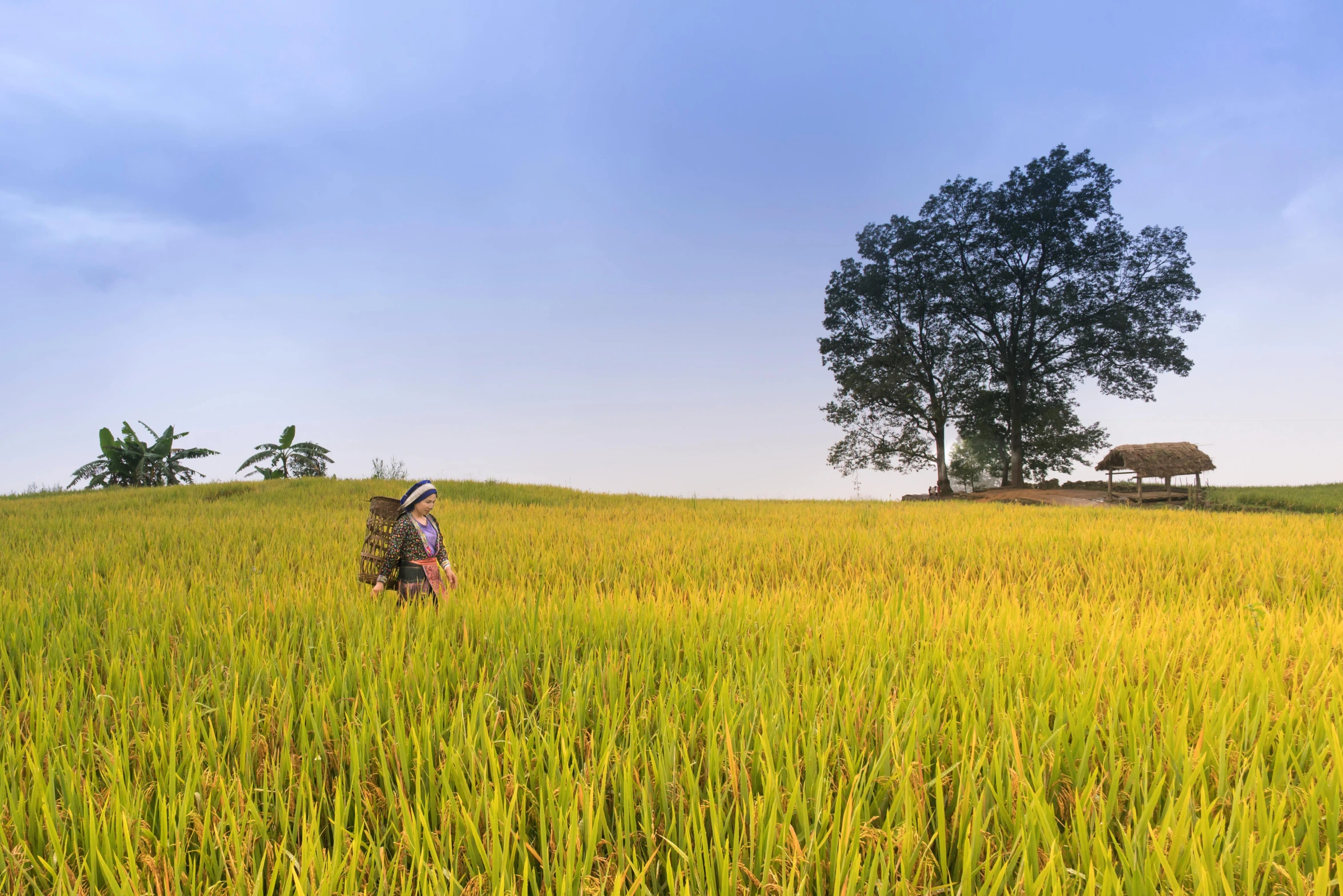 a man walking across a lush green field, by Dan Content, pexels contest winner, sumatraism, assamese, avatar image, panorama shot, rice