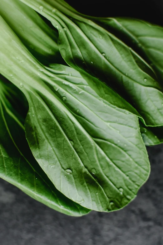 a close up of a bunch of green vegetables, a digital rendering, unsplash, sheltering under a leaf, award - winning crisp details, ramps, overcast