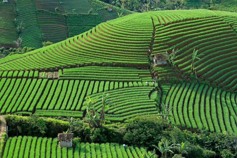 a group of people standing on top of a lush green hillside, by Yasushi Sugiyama, sumatraism, square, avatar image, tea, vincent callebaut composition