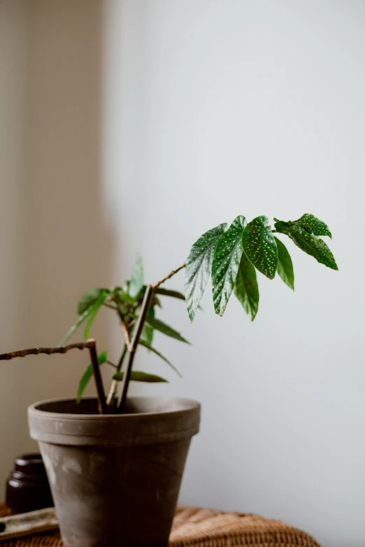 a potted plant sitting on top of a table, by Jessie Algie, unsplash, marijuana asymmetrical, on a branch, short spout, indoor